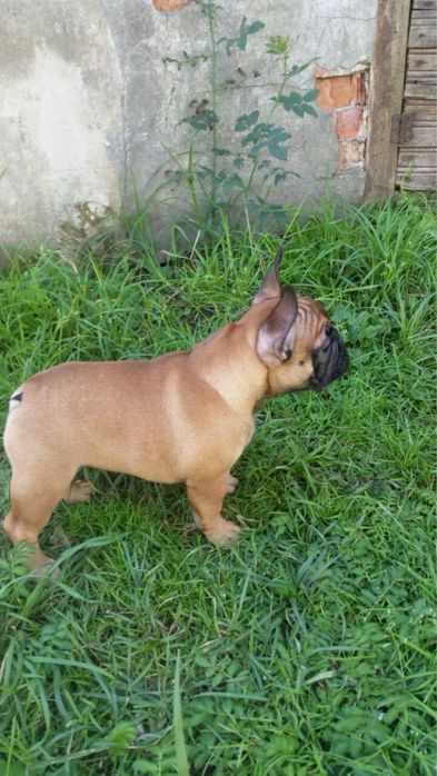 Французький бульдог