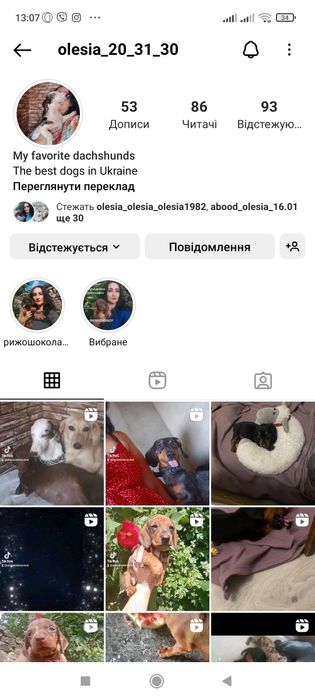 Продається міні красуня шоколадна