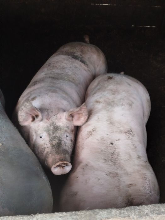 Продам свині м'ясні