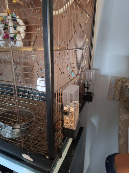 Gaiola com caturras domesticadas