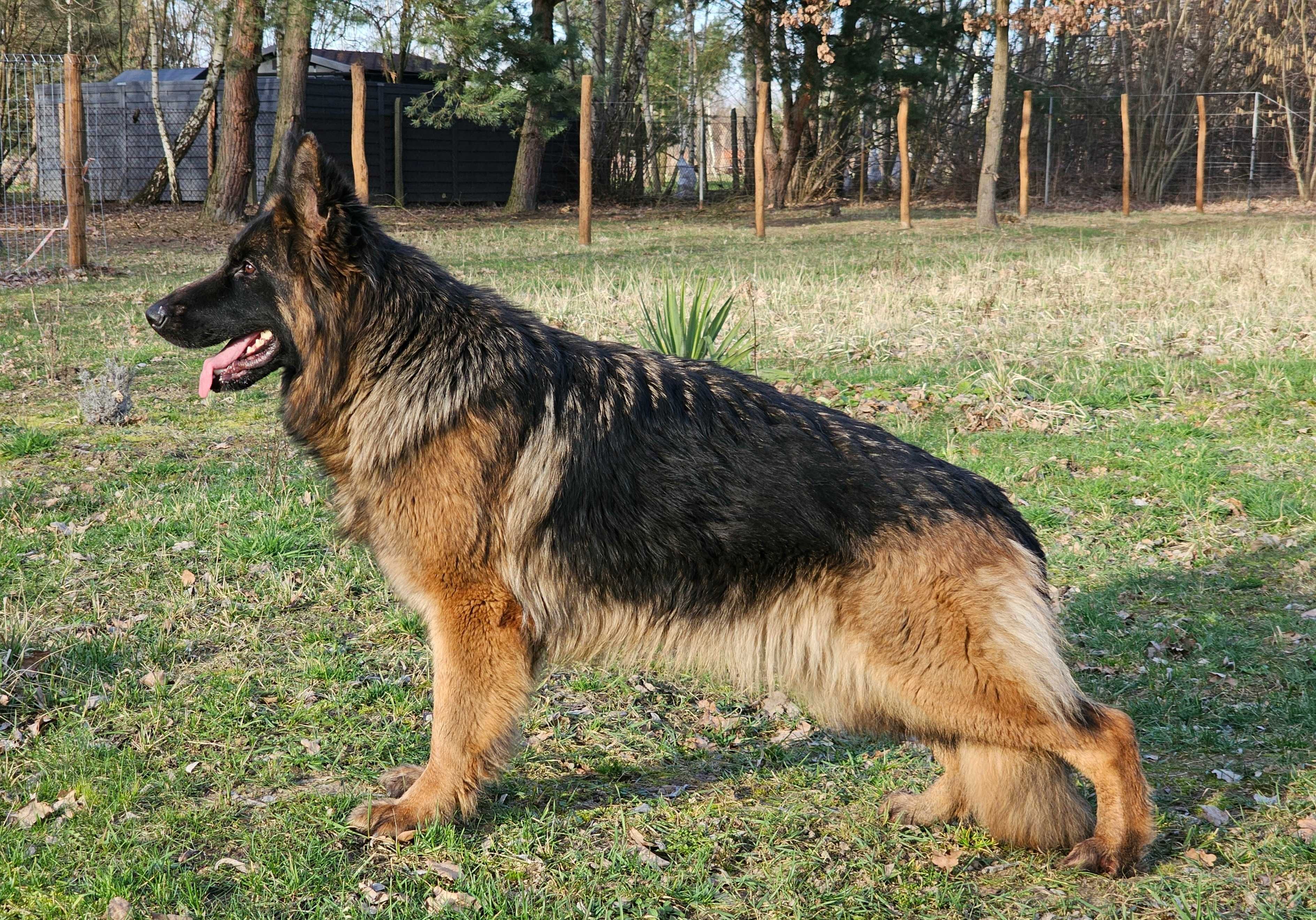 Owczarek niemiecki długowłosy/owczarki niemieckie długowłose suczka