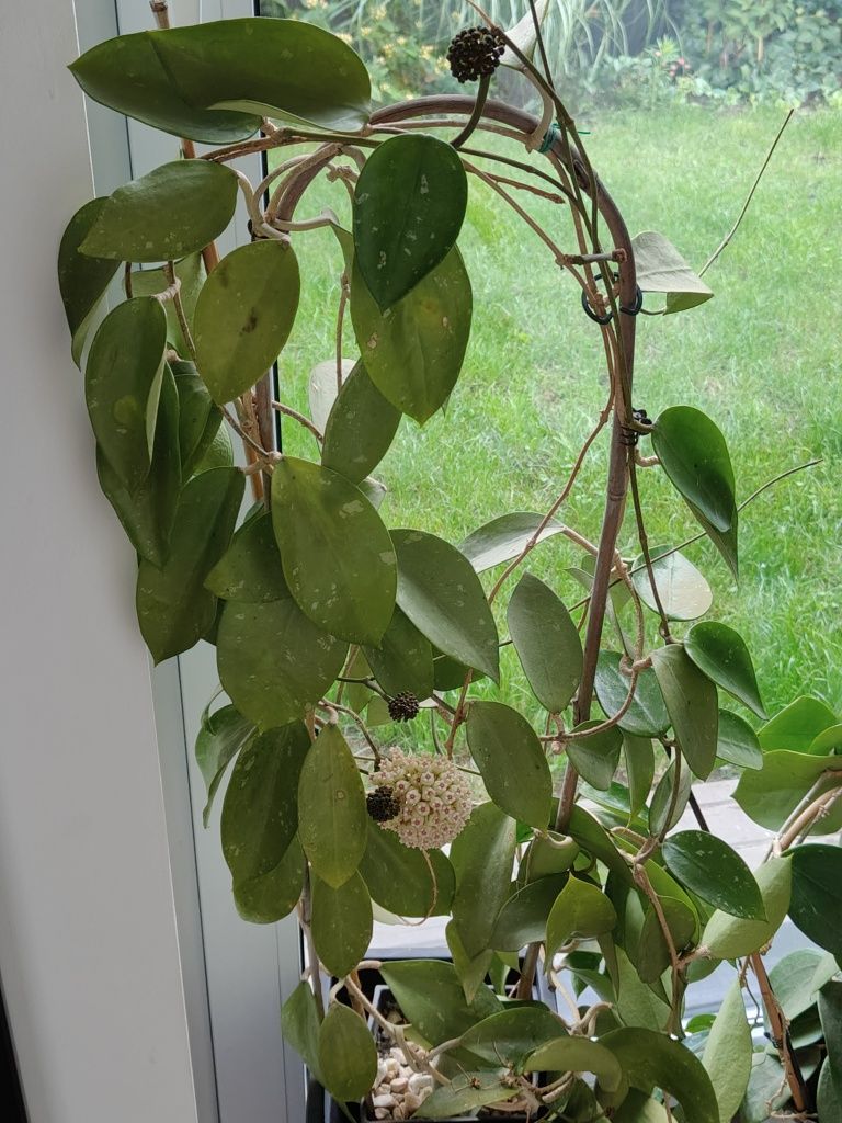 Hoya Pottsii splash cała roślina