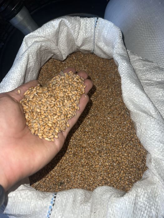 Продам гарну пшеницю
