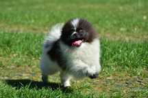 Pomeranian szpic miniaturowy FCI rezolutna czarno-biała suczka