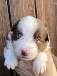 Border collie piesek o umaszczeniu czekoladowym