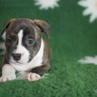 Staffordshire Bull Terrier - Staffik - piesek FCI