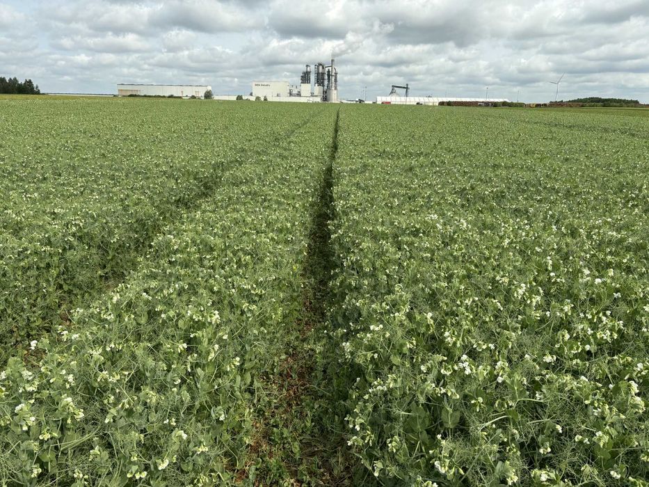 Groch Batuta- czysty