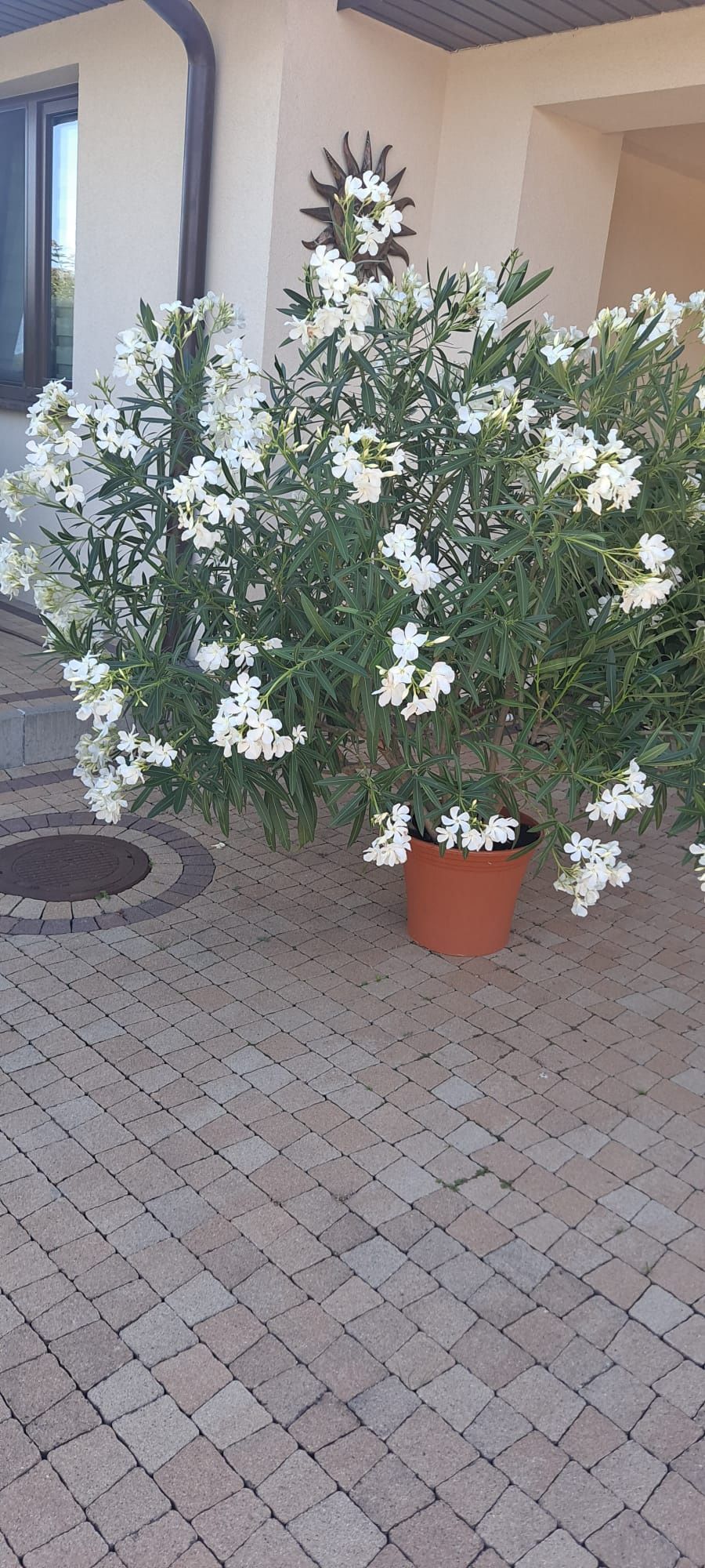 Oleander 160cm biały piękny możliwość dowozu
