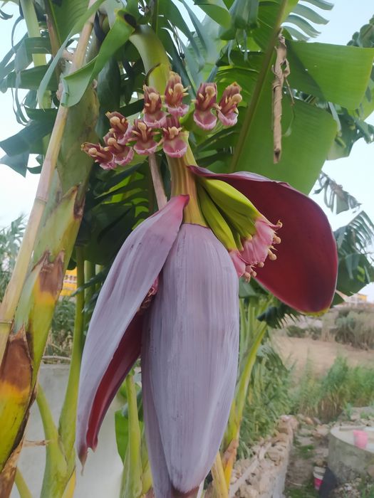 Coração Umbigo de Bananeira.