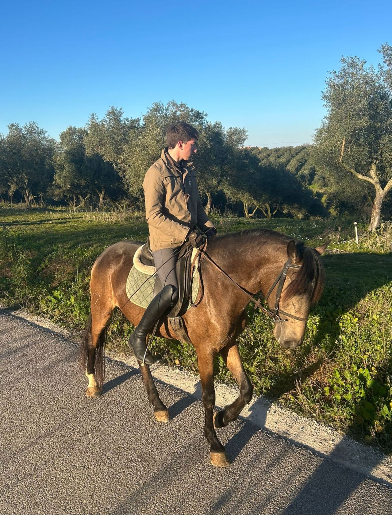 Poldro Lusitano baio de 4 anos com raio-x feitos