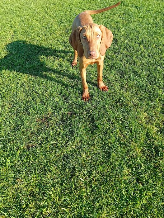 Piesek 4-miesięczny Wyżeł Węgierski krótkowłosy