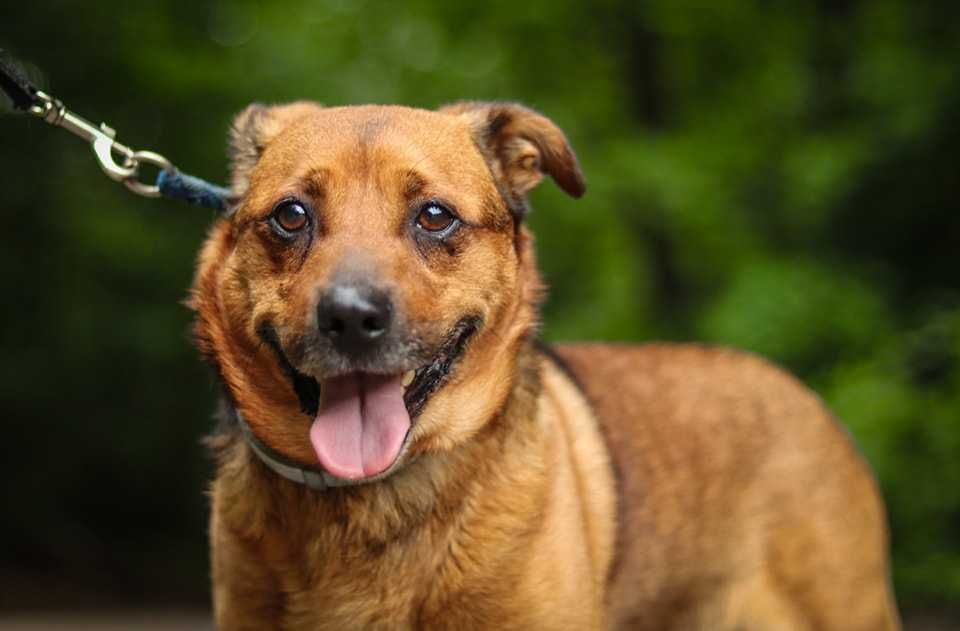 Do adopcji  GITEZ -  Uwielbia zabawy ! ur.ok 2019 roku