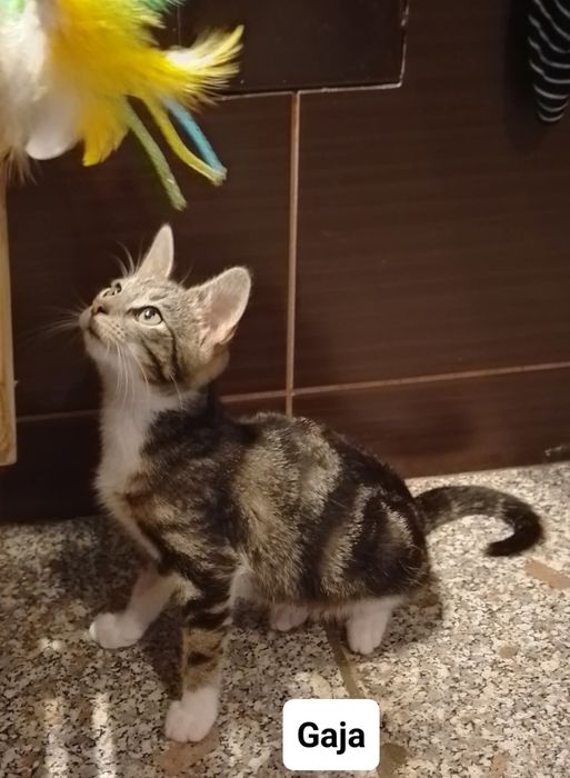 Siostry Busz, Jaga i Gaja