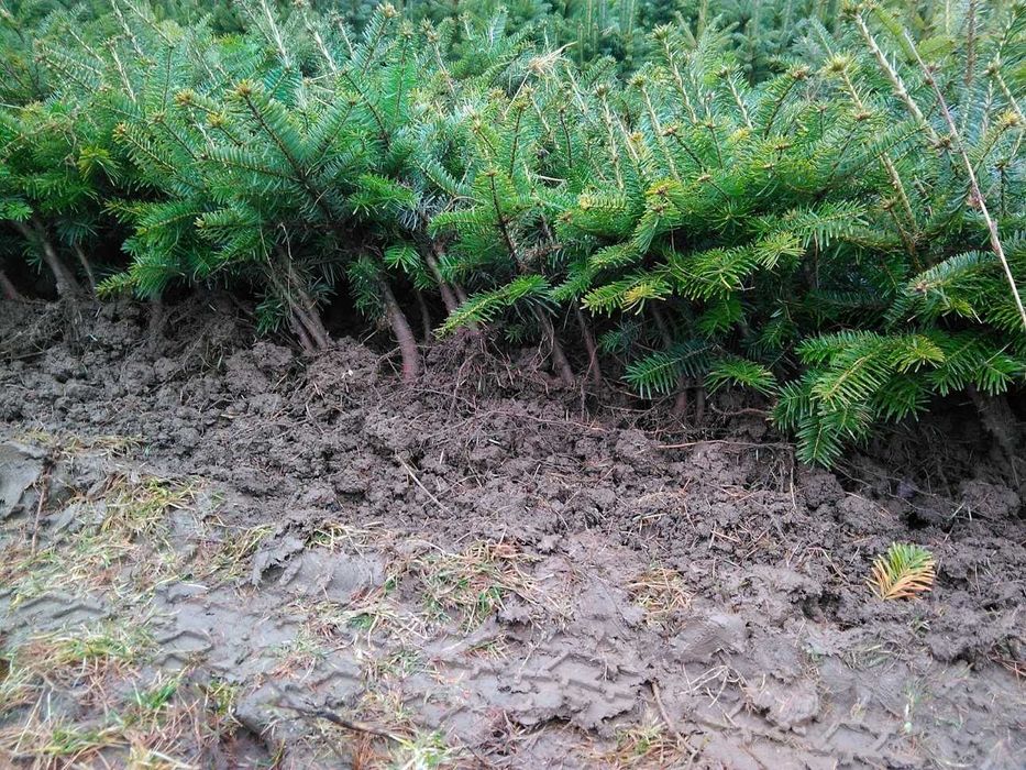 Jodła kaukaska 2/1 2/2 Jodła kaukaska, jodła Nordmanna na choinki