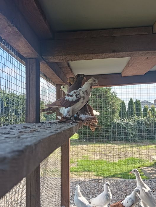 Gołębie wywrotki wschodniopruskie