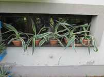 Odhodowana agawa z żółtymi brzegami - agave americana variegata