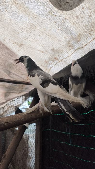 Pombos papo de vento