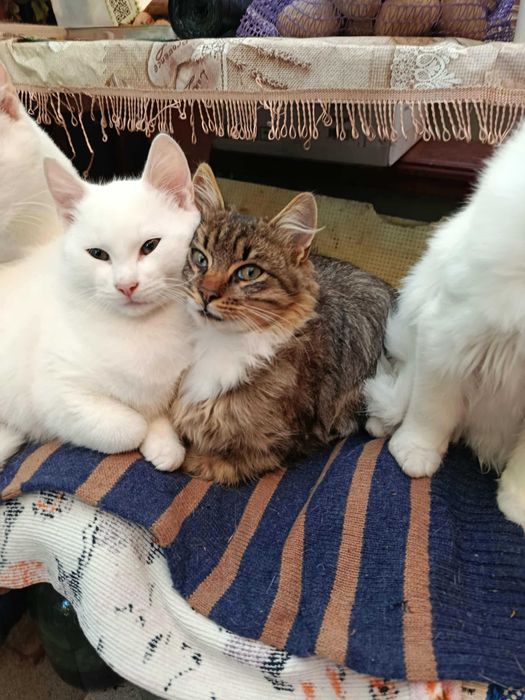 Котики в хорошие руки