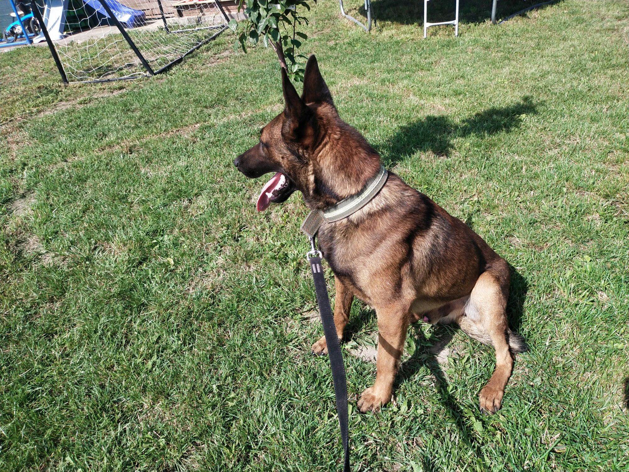 Owczarek belgijski malinois pies