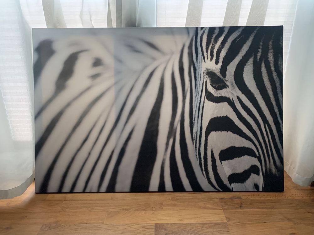 Obraz ikea zebra