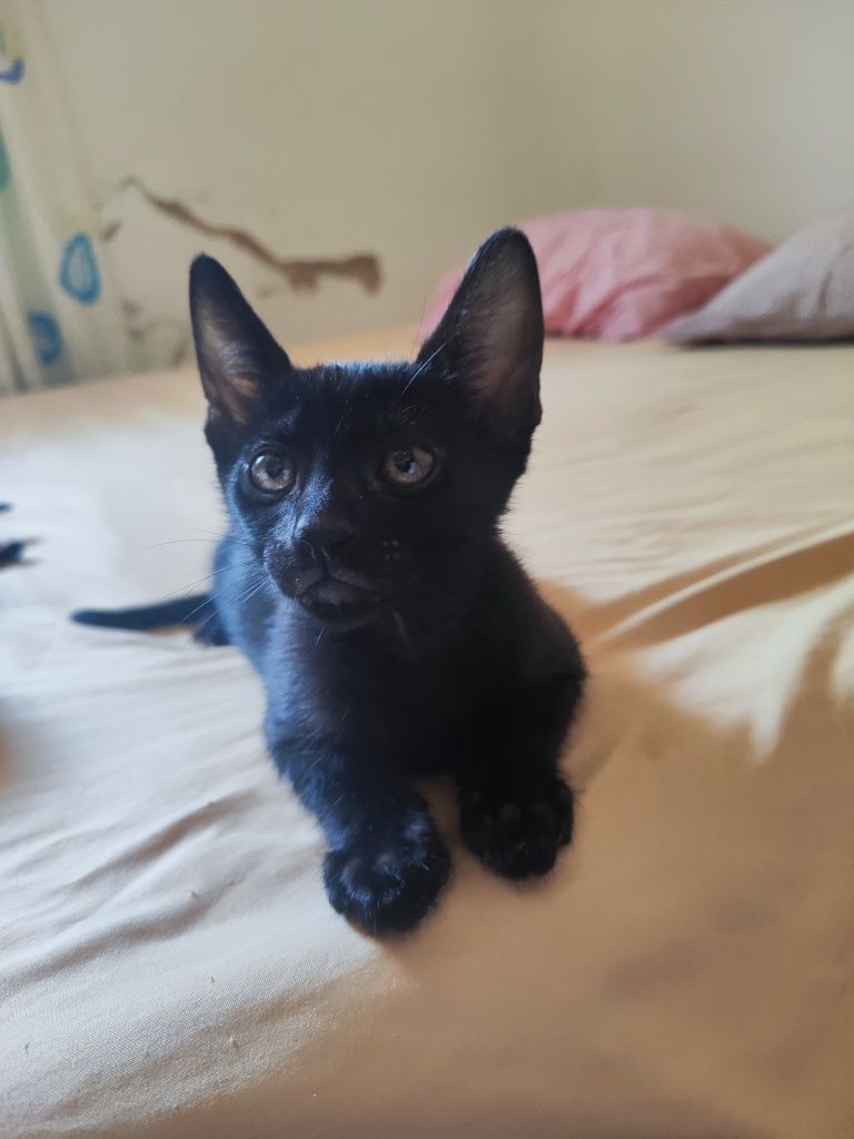 Doação de 5 gatinhos fofissimos e super dóceis