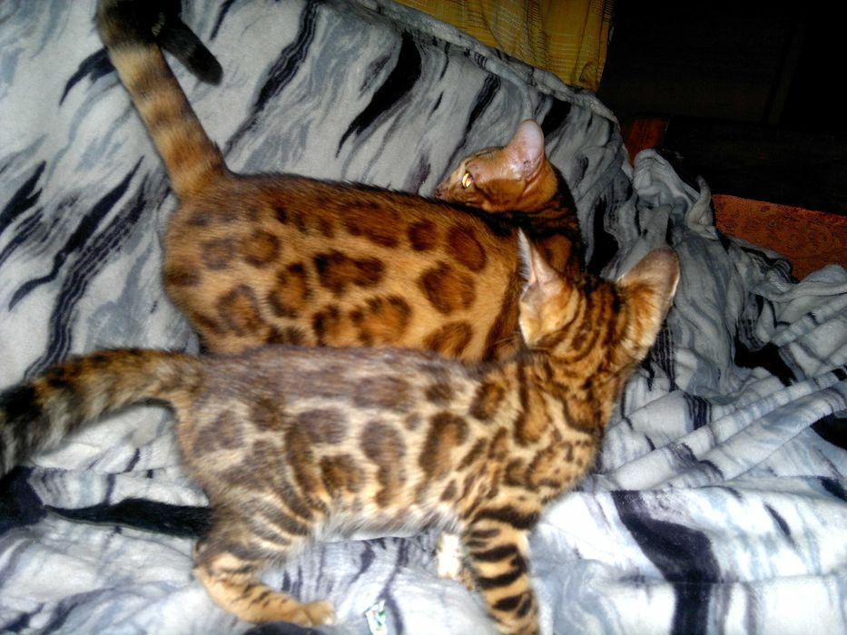 Якісні породні бенгальчики з документами клубу