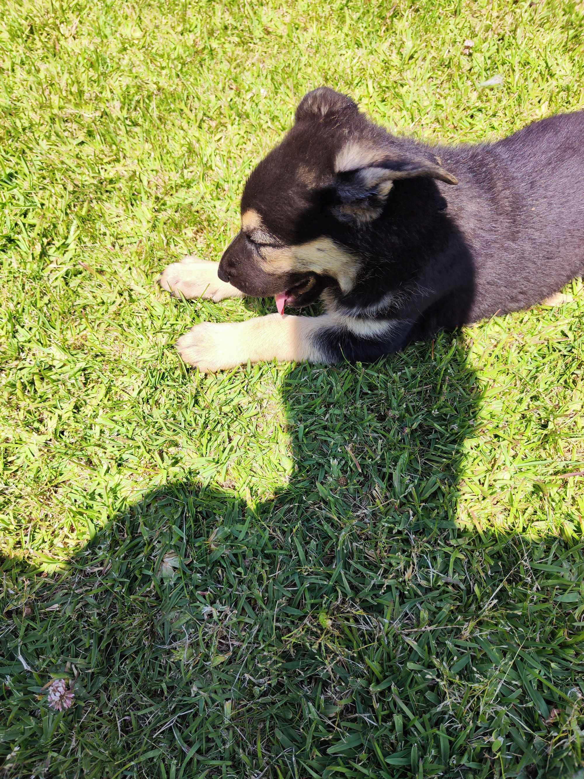 Cachorro Pastor Alemão com LOP