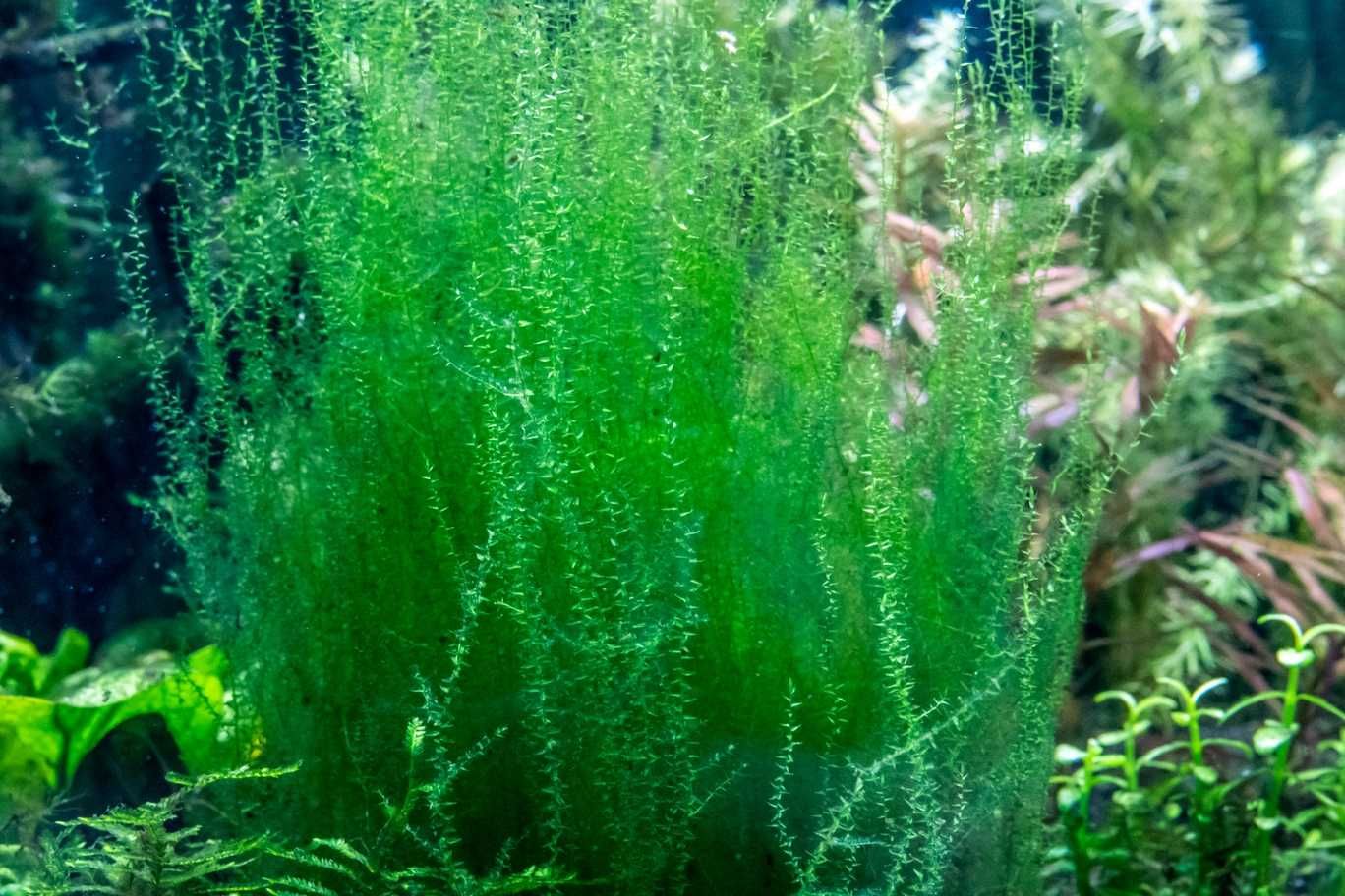 Amblystegium serpens nano moss 30gał. superdrobny gęsty mech rarytas