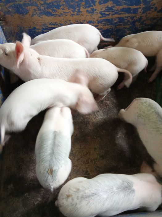 Vendo leitões para criar ou assar.