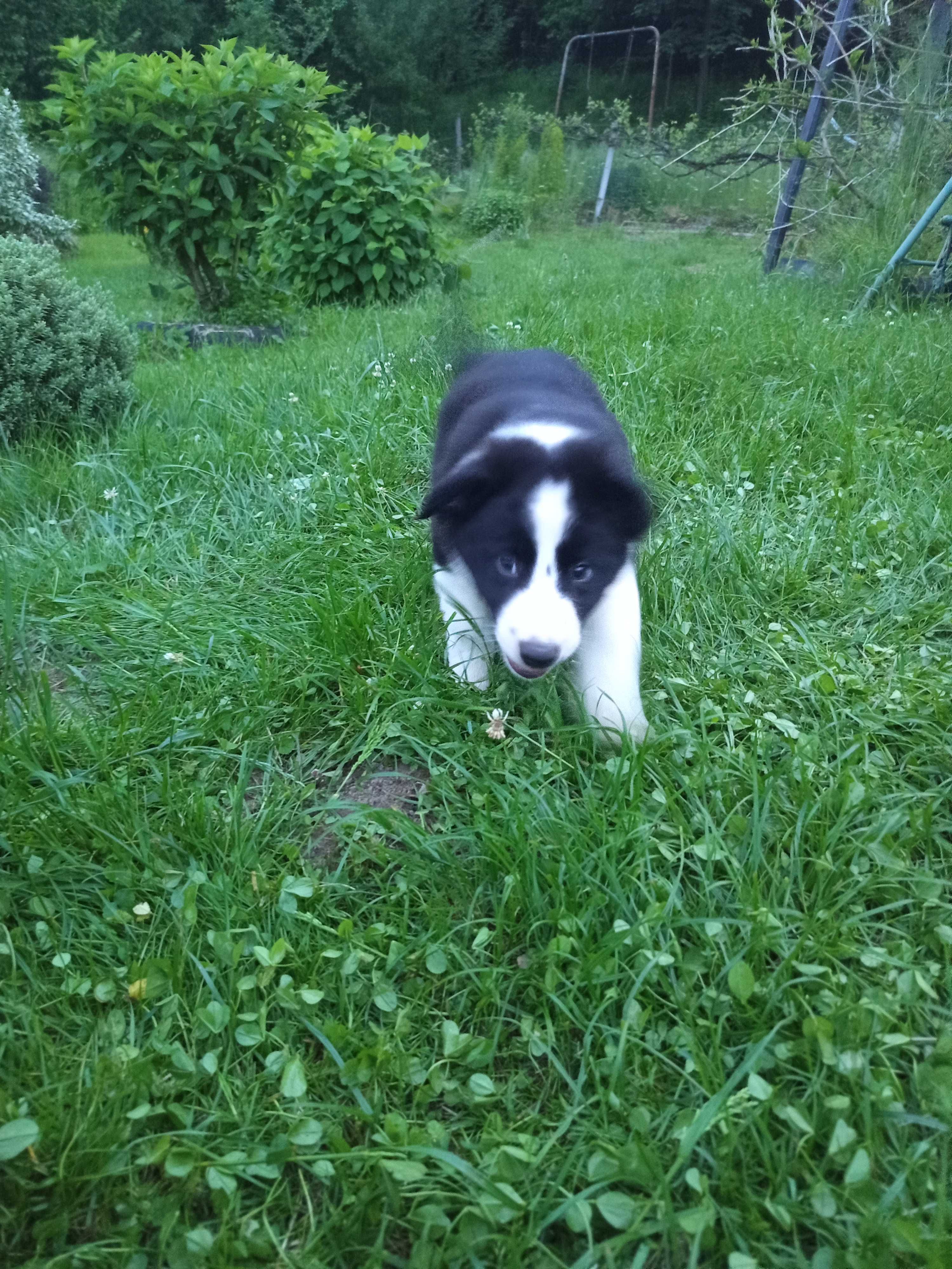 Border collie - szczeniak