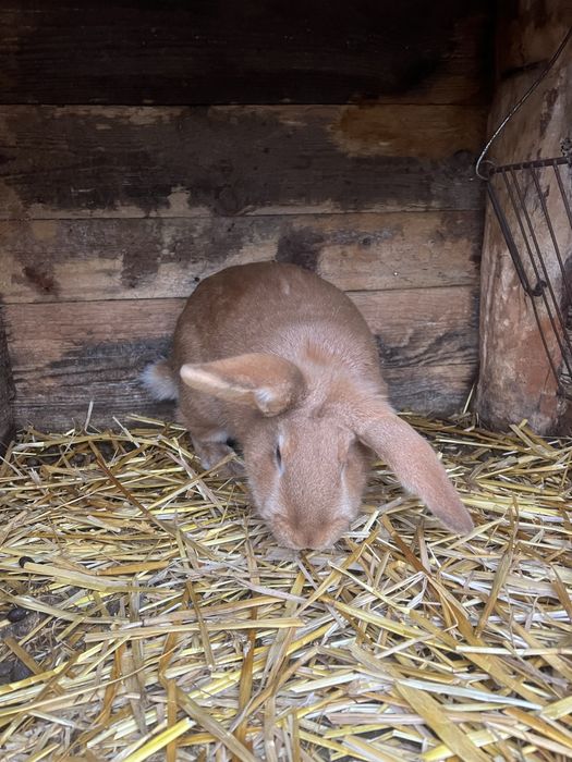 Самки різних порід