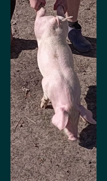 Продам поросята породи ландрас