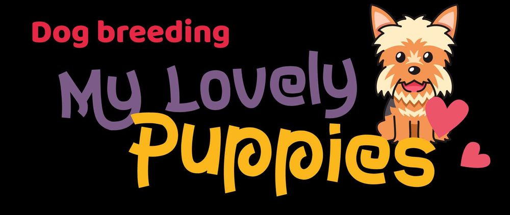 Maltipoo śliczny uroczy chłopiec