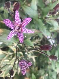 Орхідея садова