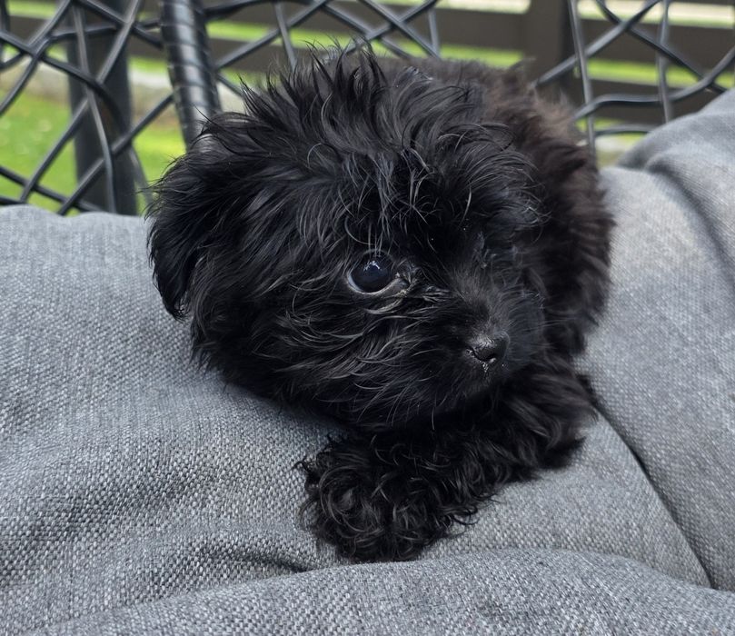 Śliczny mini  chlopczyk