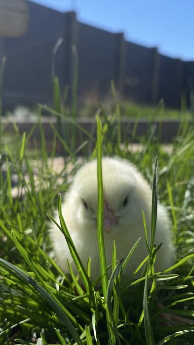 Бройлер КОББ-500 добові та пірощенні