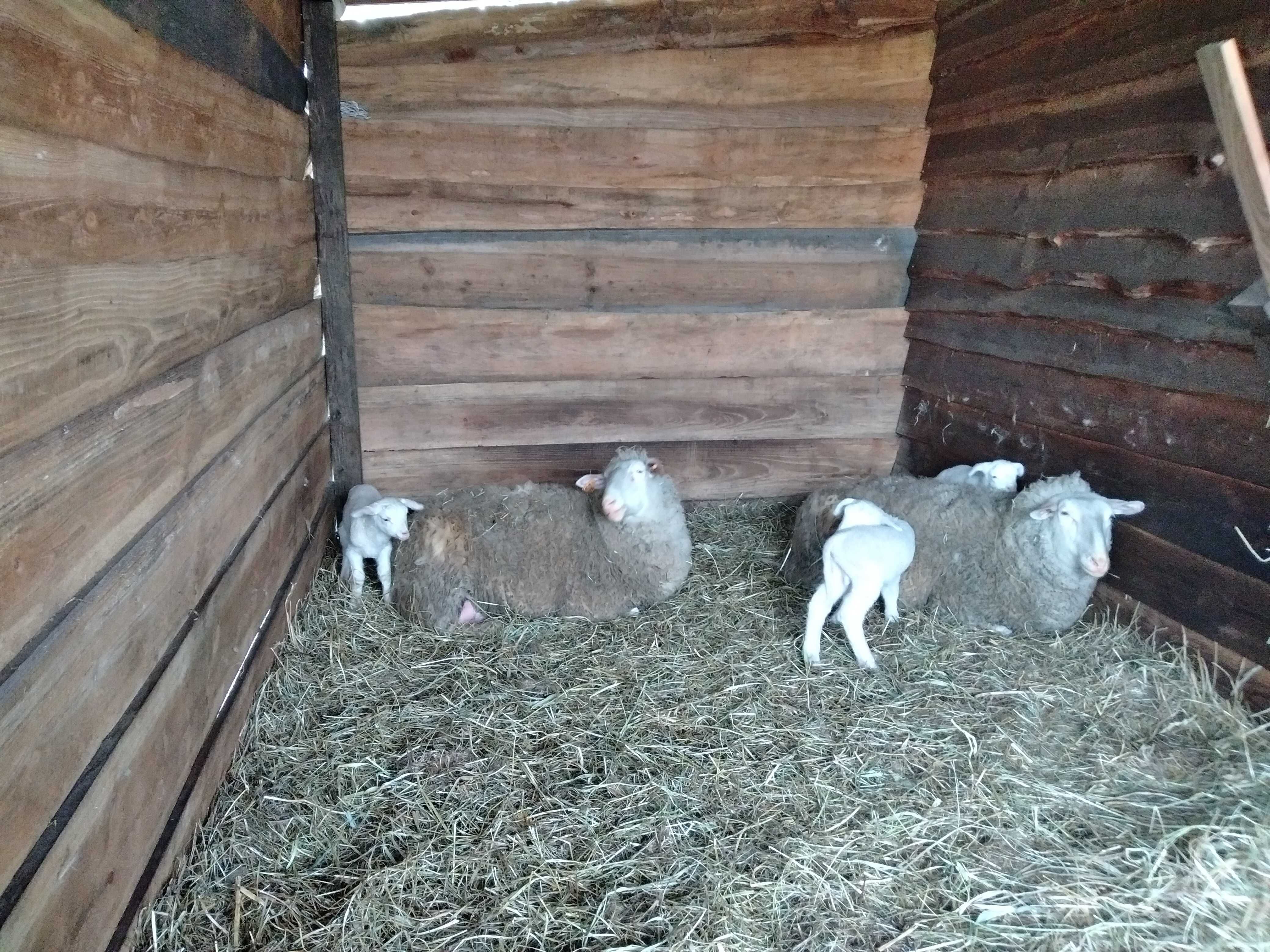 Owce, Barany/tryk wschodnio fryzyjski