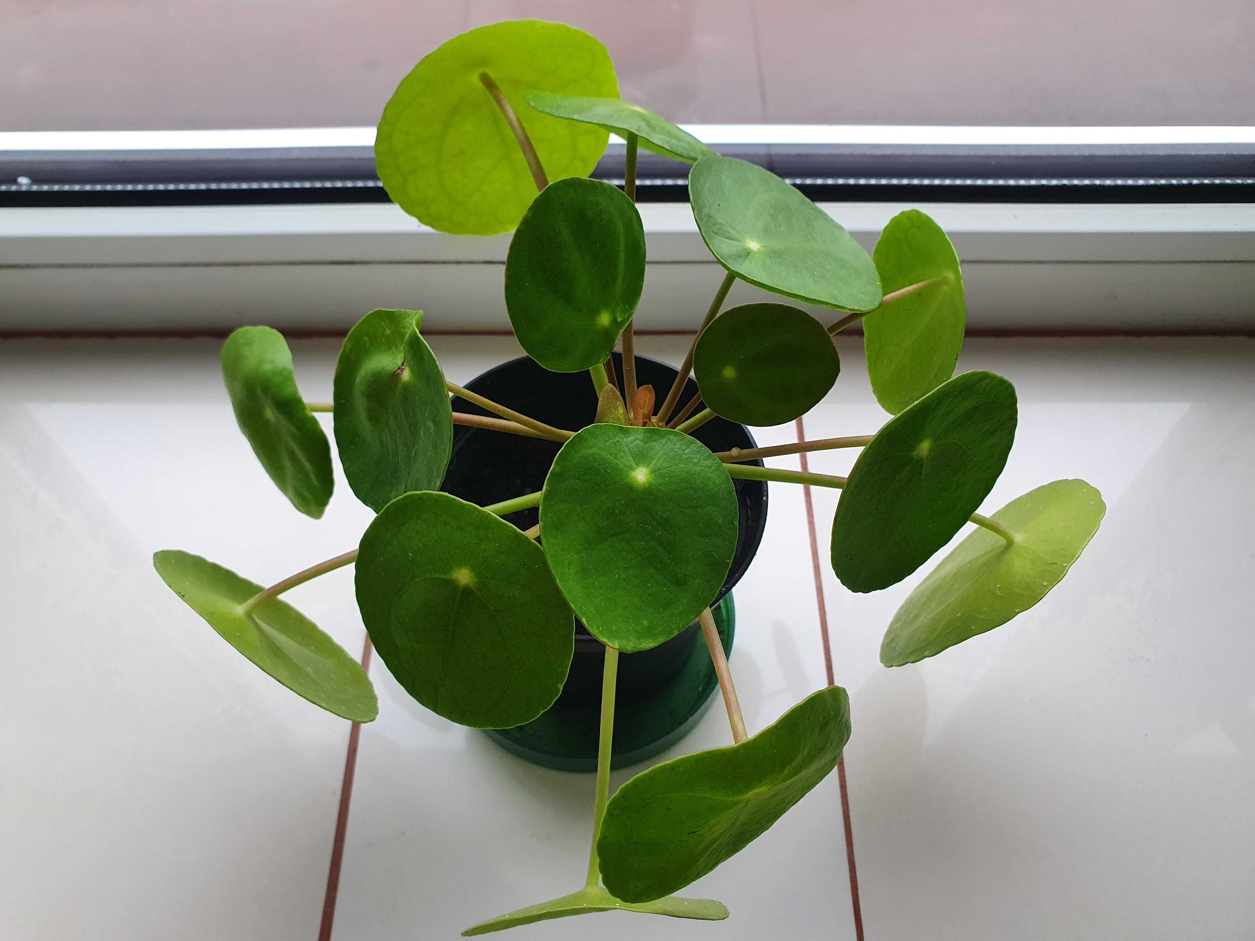 Pilea Peperomioides PIENIĄŻEK z doniczką roślinka sadzonki kwiatek