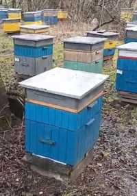 Pszczoly, odklady pszczele