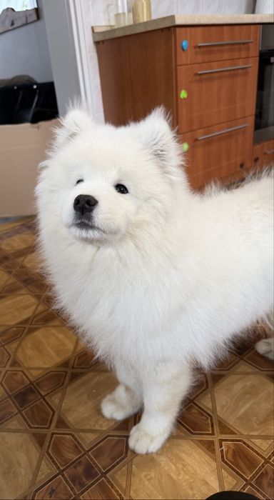 Domowa hodowla wieloletnie doświadczenie, Samoyedy szczenięta FCI