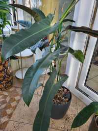 Kolekcjonerski philodendron atabapoense