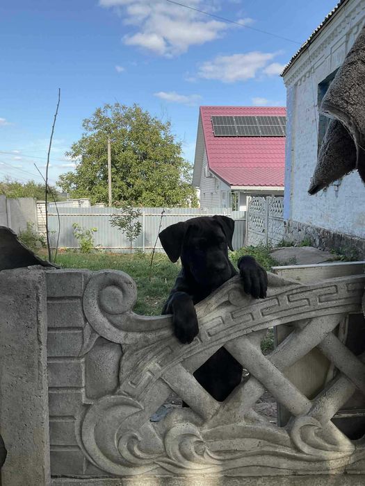 Продам щеня корсятко