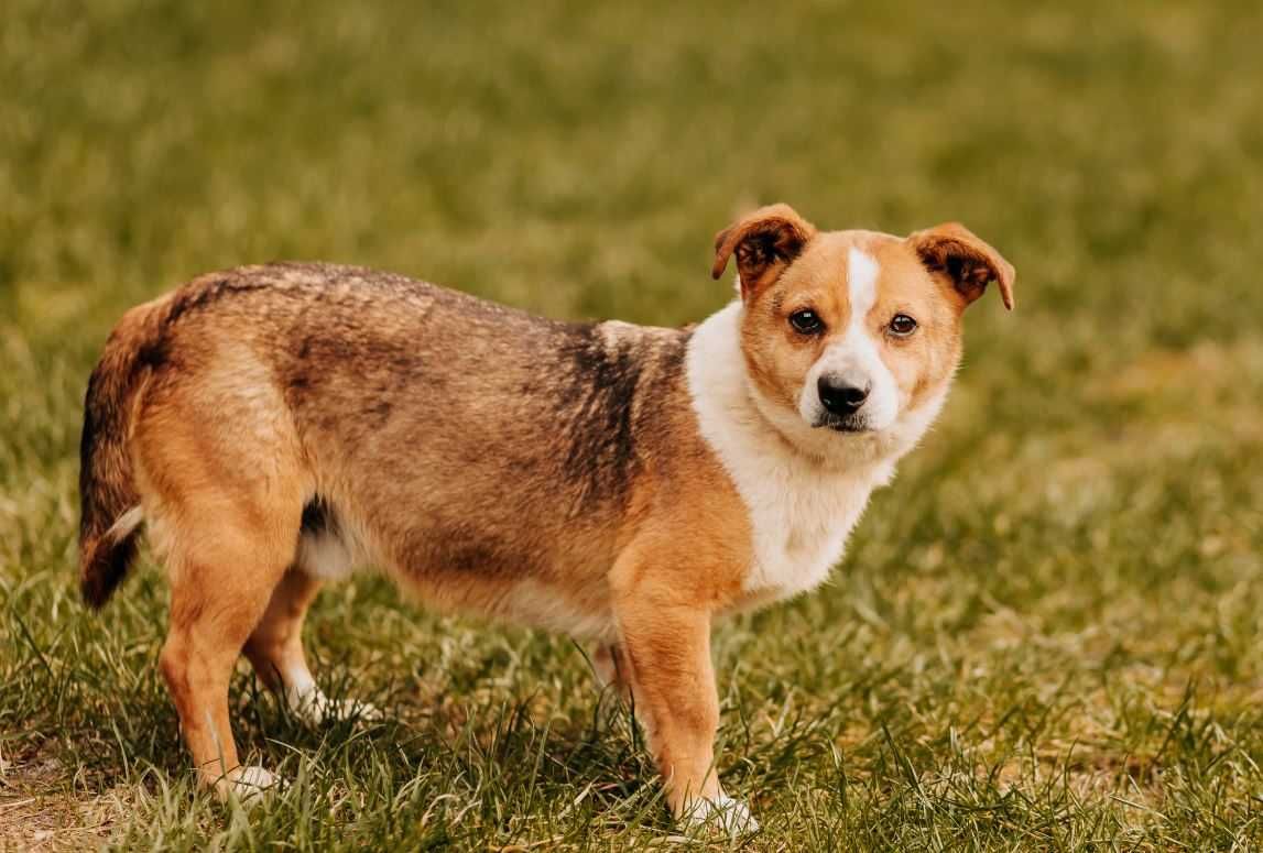 A kuku! Spójrz na mnie, adoptuj mnie, pokochaj mnie...