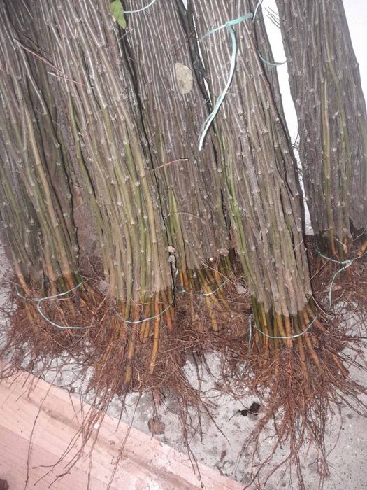 Підщепа «айва ЕМН», best 3 - для персика, «Колт» - на окулювання