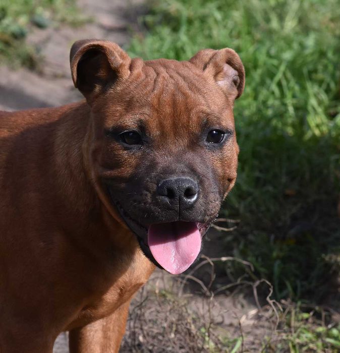 Staffordshire Bull Terrier