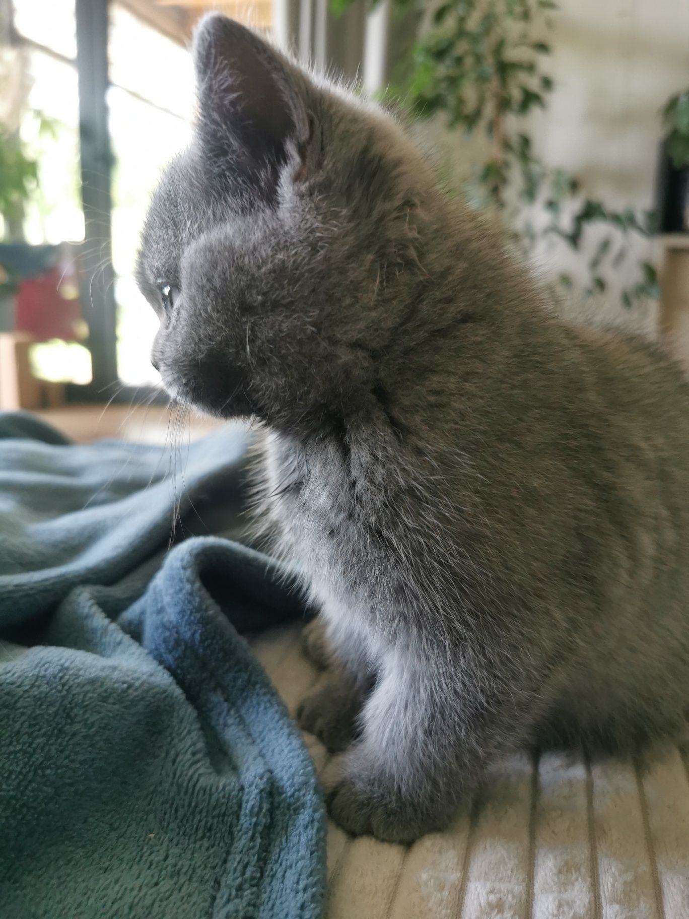 Kot Brytyjski-kotka niebieska, rodowód, już do odbioru