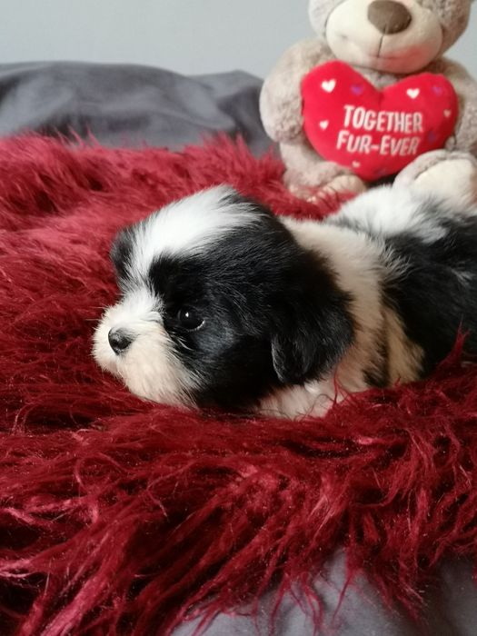** SUCZKA ** rasy Shih Tzu pięknie umaszczona dziewczynka.  Laleczka.