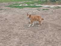 Suczka border collie