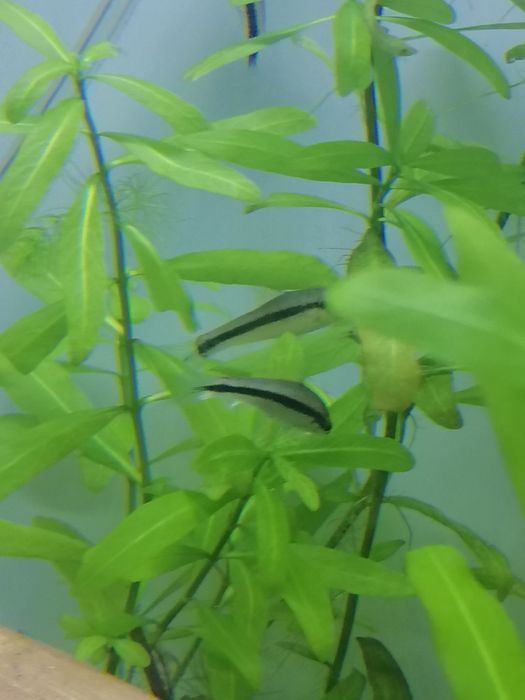 Rybki kosiarki-grubowarg.