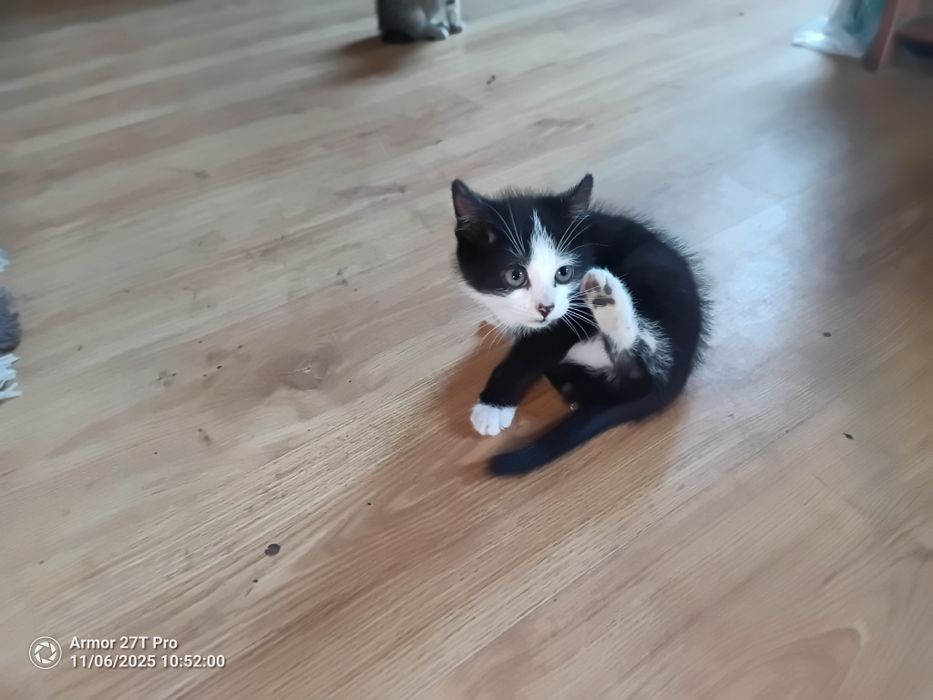 Małe kotki szukają domu